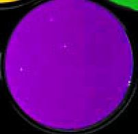 (image for) UV Flourescent Violet paint, 8 fl.oz.